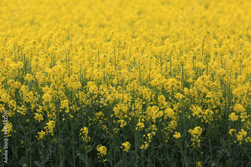 yellow flowers field as nature landscape © fotoXS