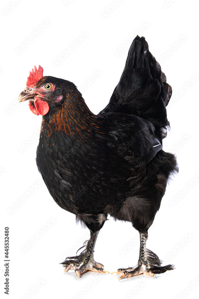 Fototapeta premium Marans hen isolated on white