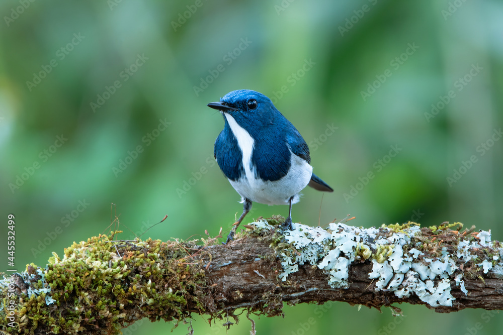 Fototapeta premium Beautiful of blue bird Ultramarine Flycatcher perched on branch wit blur green background