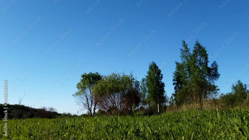 Green field and trees swaying in the wind timelapse. blue sky on background Green field and trees swaying in the wind timelapse. blue sky on background