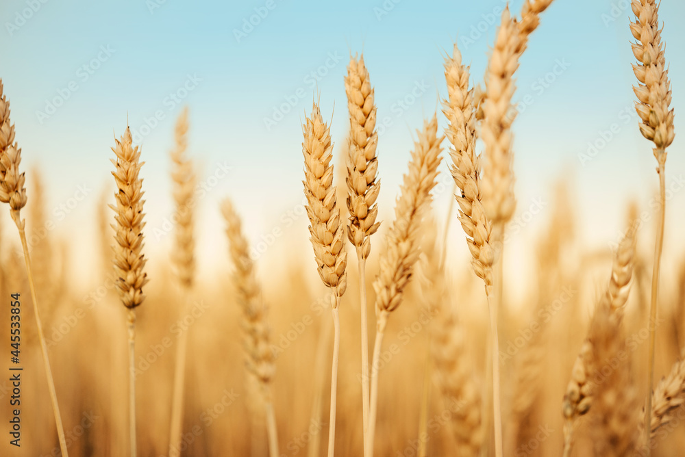 Wheat field against blues sky at late summer harvest time, golden yellow wheat spikes in the crop field summer agricultural background Wheat field against blues sky at late summer harvest time, golden yellow wheat spikes in the crop field summer agricultural background