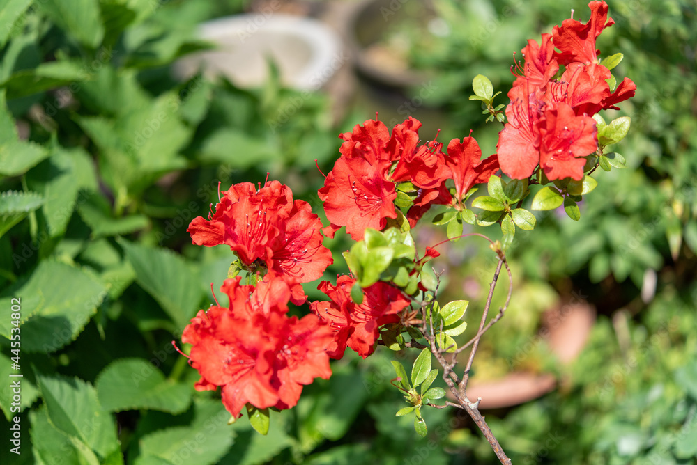 赤いシャクナゲの花 石楠花 石南花 赤いシャクナゲの花 石楠花 石南花