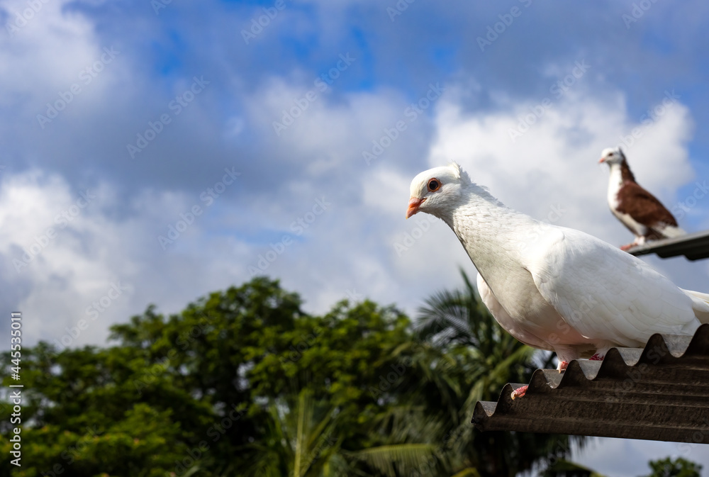 A white pigeon standing on a tin roof close up in the morning A white pigeon standing on a tin roof close up in the morning