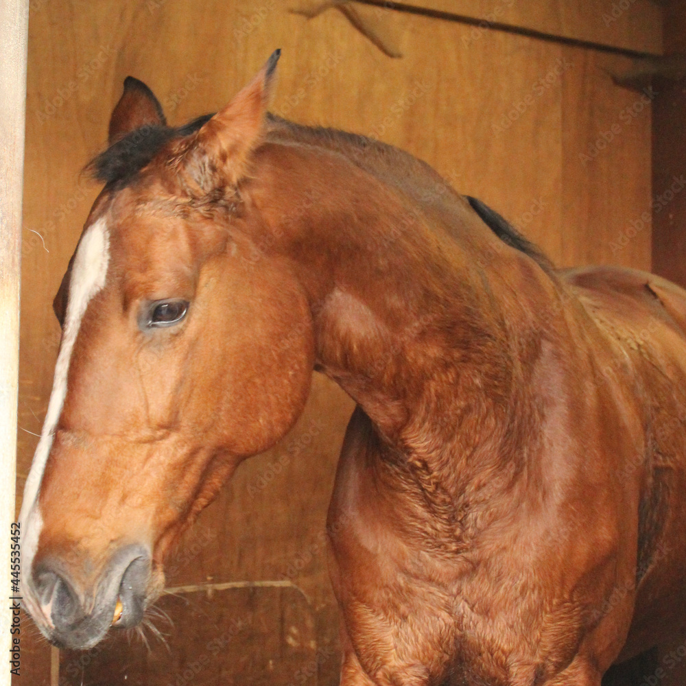 Obraz premium horse in the stable