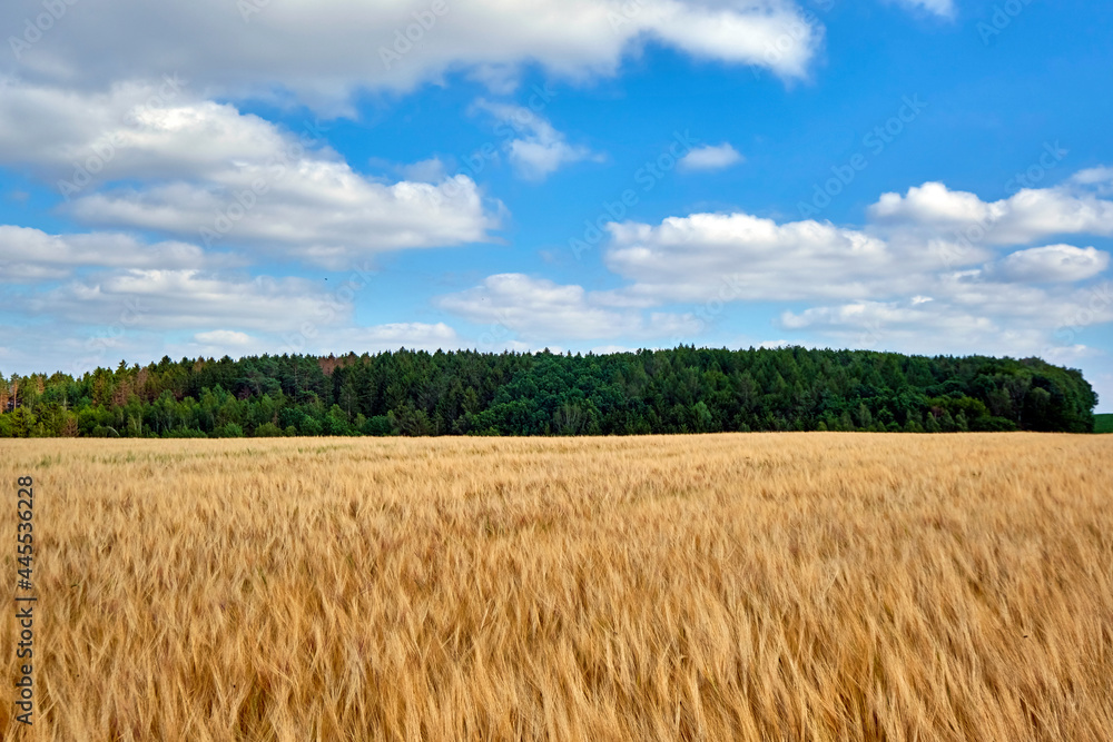 Gerstenfeld. Gerstenfeld.