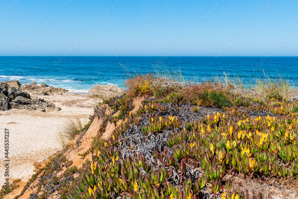 Selective focus on carpobrotus cactus on cliff trail with Atlantic Ocean in the background, Porto Covo - Sines PORTUGAL