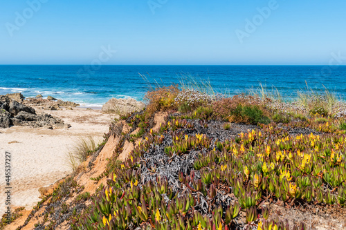 Selective focus on carpobrotus cactus on cliff trail with Atlantic Ocean in the background, Porto Covo - Sines PORTUGAL photo