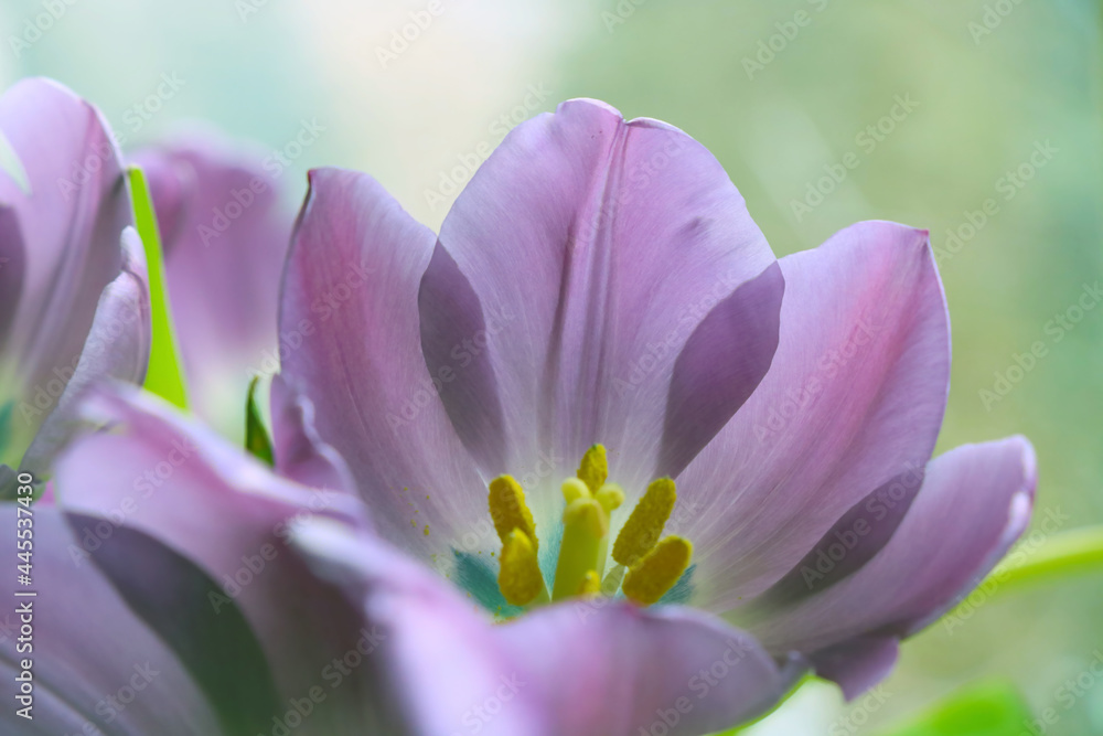 Blurry background, out of focus. Flowering tulip.