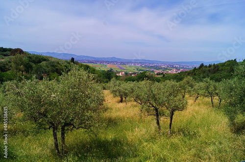 Olive trees in the countryside around Florence  Italy