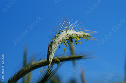 Stamens of a rye ear in the sunlight. photo