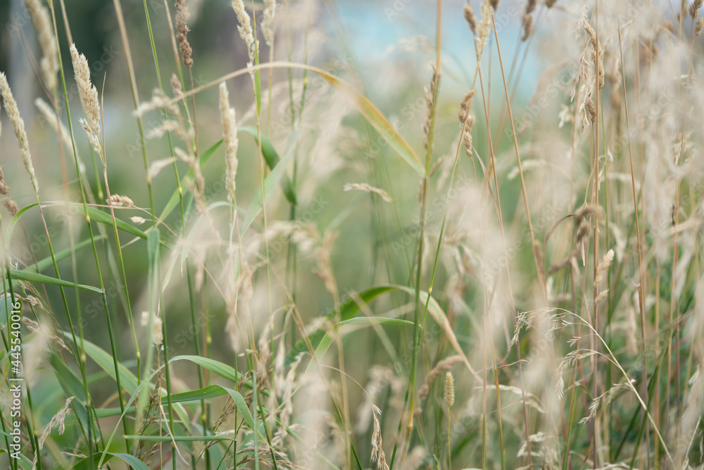 Fototapeta premium wild grass reed flower, fluffy white grain flower