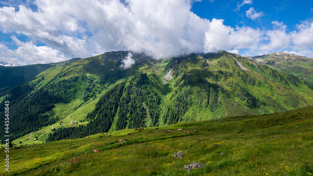 Blick von der Zillertaler Höhenstrasse in Tirol, Österreich, über tiefer liegendeKuhweiden im Sommer
