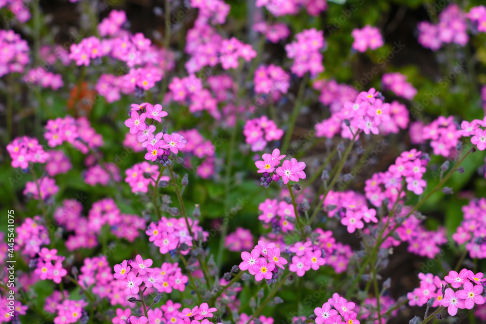 Beautiful perennial pink flowers bloom in the meadow.