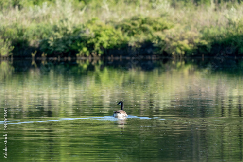 Gruiformes bird swimming in the water surrounded by green plants and trees
