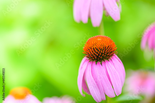 ムラサキバレンギクの花「紫馬簾菊、キク科・ムラサキバレンギク属」
Coneflower flower 
