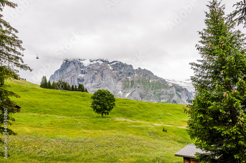 Grindelwald, Wetterhorn, Bort, First, Bussalp, Bergwiese, Bergblumen, Bergkräuter, Kräuterwiese, Wanderweg, Bergbahn, Alpen, Eiger, Eigernordwand, Berner Oberland, Sommer, Schweiz photo