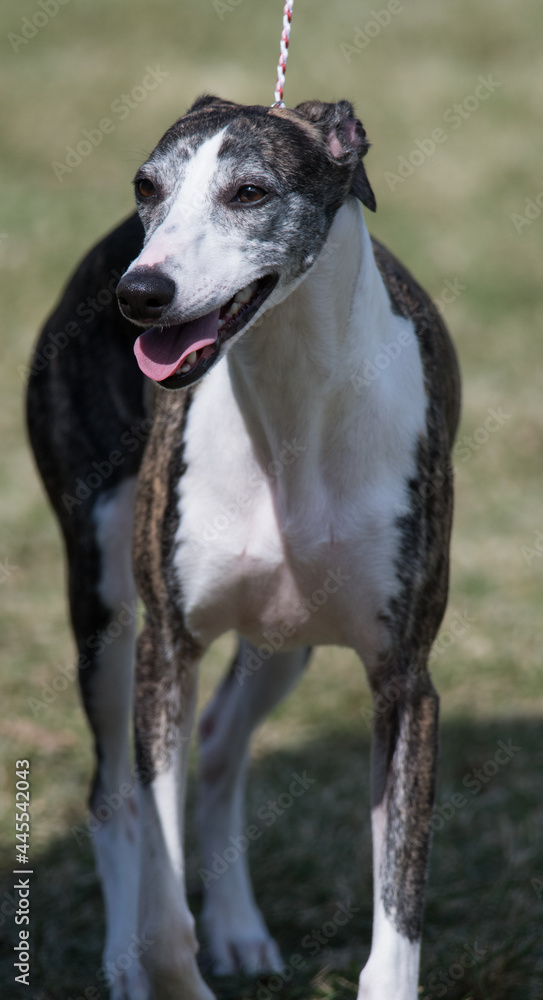 Whippet portrait at dog show