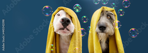 Photography Portrait dog ready to take a a shower wrapped with a yellow towel