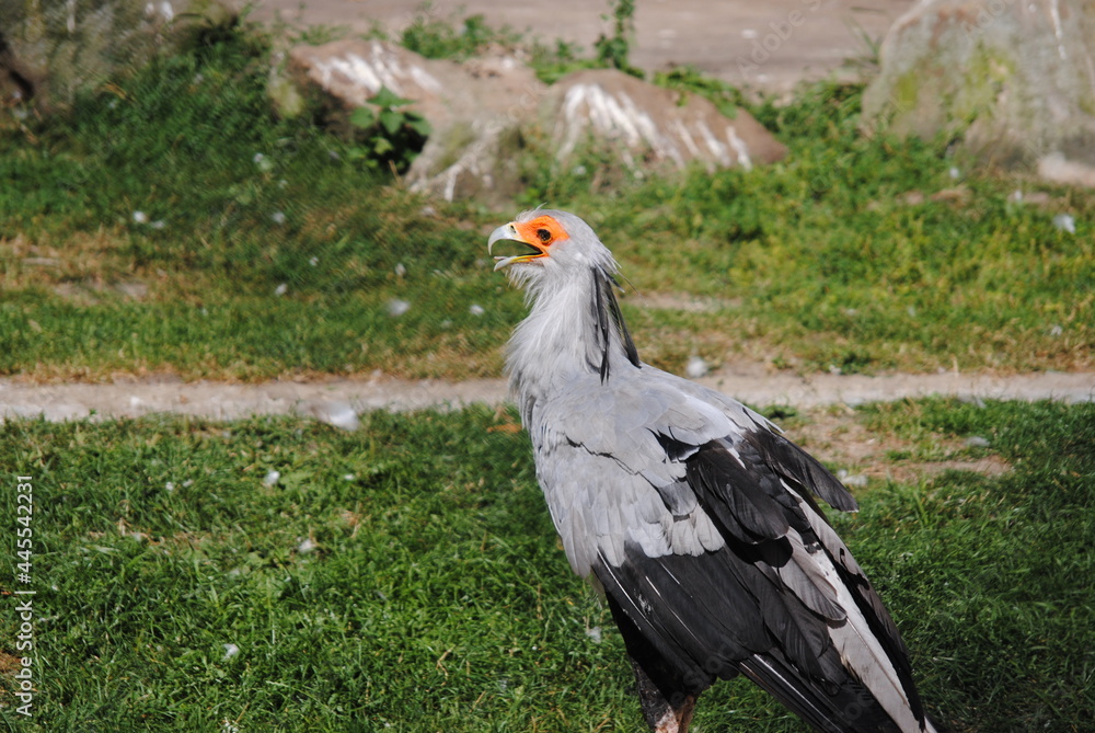 Obraz premium vulture in the grass