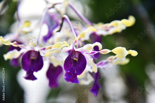 Beautiful type of orchid flower in closed up