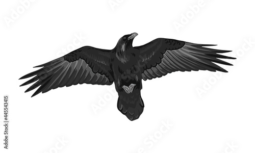 Raven drawing high quality vector illustration.Flying raven.Halloween crow design