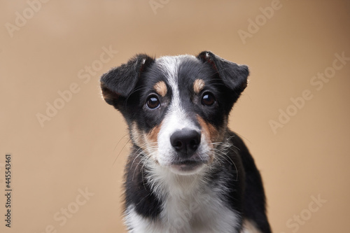 funny dog. Happy Border Collie puppy . Pet on a beige background