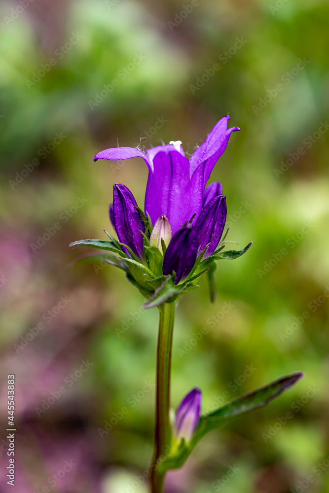 Campanula glomerata flower in the field Campanula glomerata flower in the field
