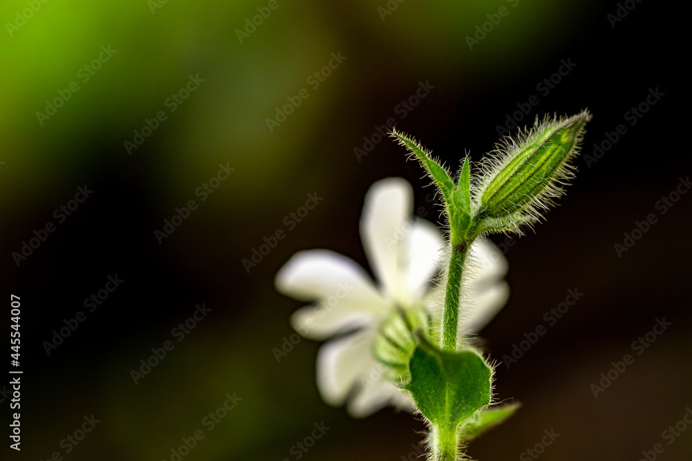 Silene latifolia in the forest, macro Silene latifolia in the forest, macro