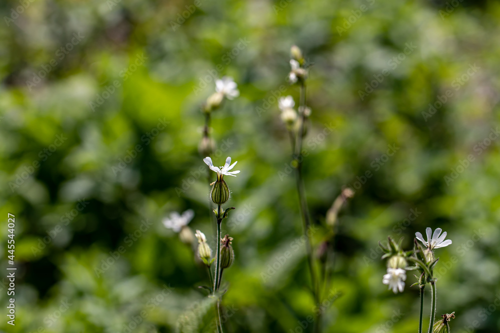 Silene latifolia in the forest Silene latifolia in the forest