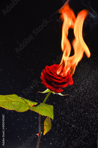 Rose is blazing. Burning rose dark background. Red flower on fire. Flame and sparks