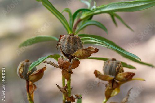 Cistus ladanifer. Branch with sticky rockrose seeds. Ladanum. photo