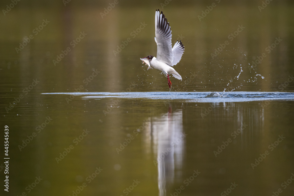 Mouette Mouette