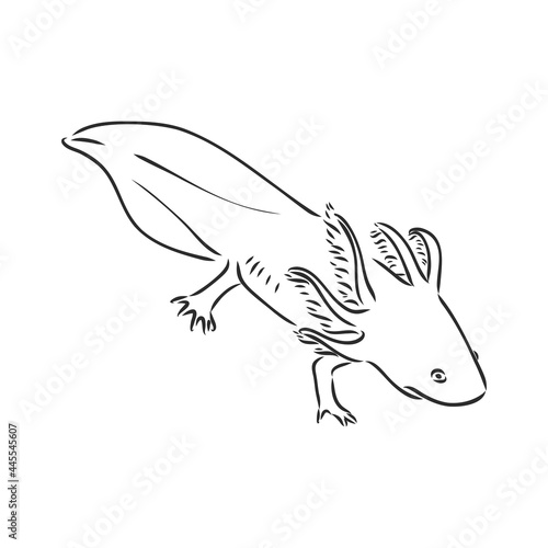 Vector antique engraving illustration of axolotl salamander isolated on white background