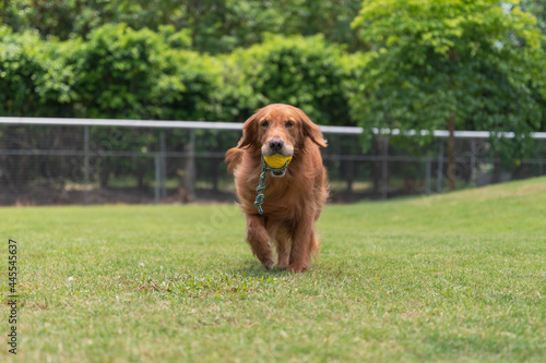 Golden Retriever playing on the grass with a toy in its mouth