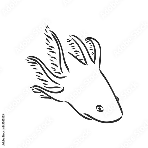 Vector antique engraving illustration of axolotl salamander isolated on white background