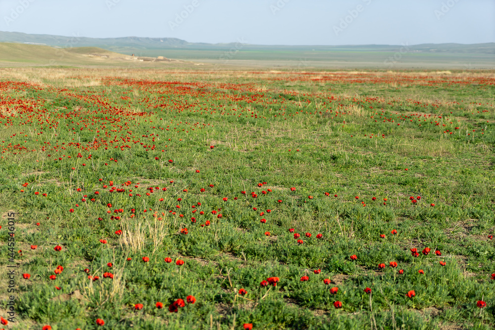 Red poppies field in georgia spring travel