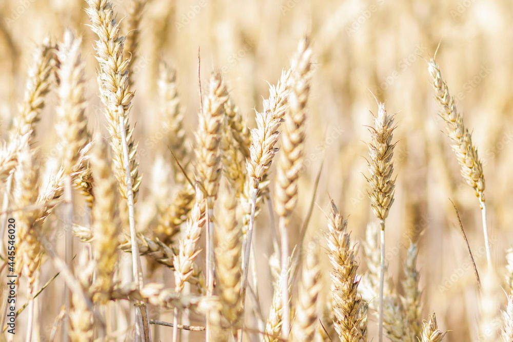 Beautiful yellow wheat grows in the field. Wheat season in summer Beautiful yellow wheat grows in the field. Wheat season in summer