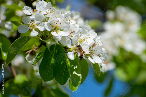 Bee pollinating a pear tree.