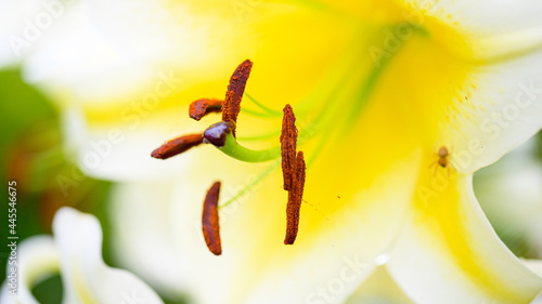  マクロ撮影・クローズアップふんわりイメージ撮影
Macro shooting / close-up soft image shooting
リーガルリリーの花・ロイヤルリリー・キングズリリー・クリスマスリリー「ユリ科」
Regal Lily Flower, Royal Lily, King's Lily, Christmas Lily 