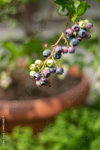 Growing blueberries