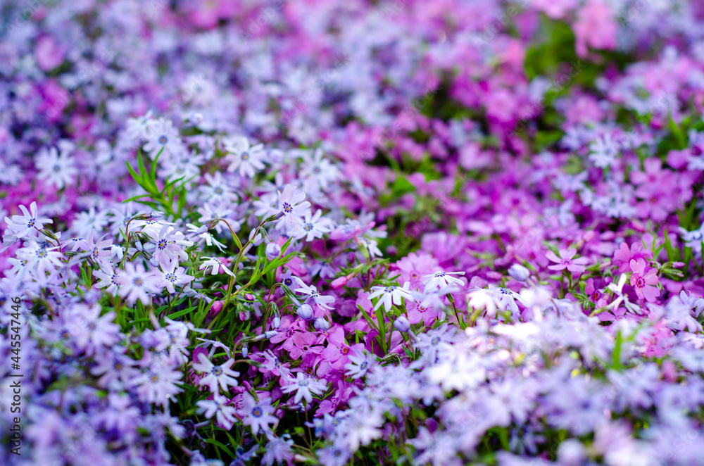 Obraz premium field of lavender