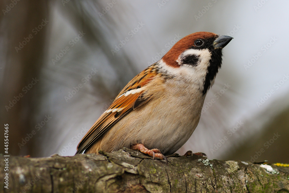 Eurasian Tree Sparrow Passer montanus in the wild Eurasian Tree Sparrow Passer montanus in the wild
