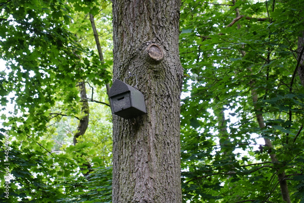 Nesting box for bats (Microchiroptera). Hanover, Germany Nesting box for bats (Microchiroptera). Hanover, Germany