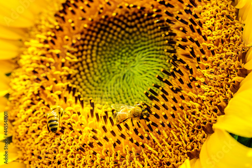 【夏イメージ】ヒマワリとミツバチ