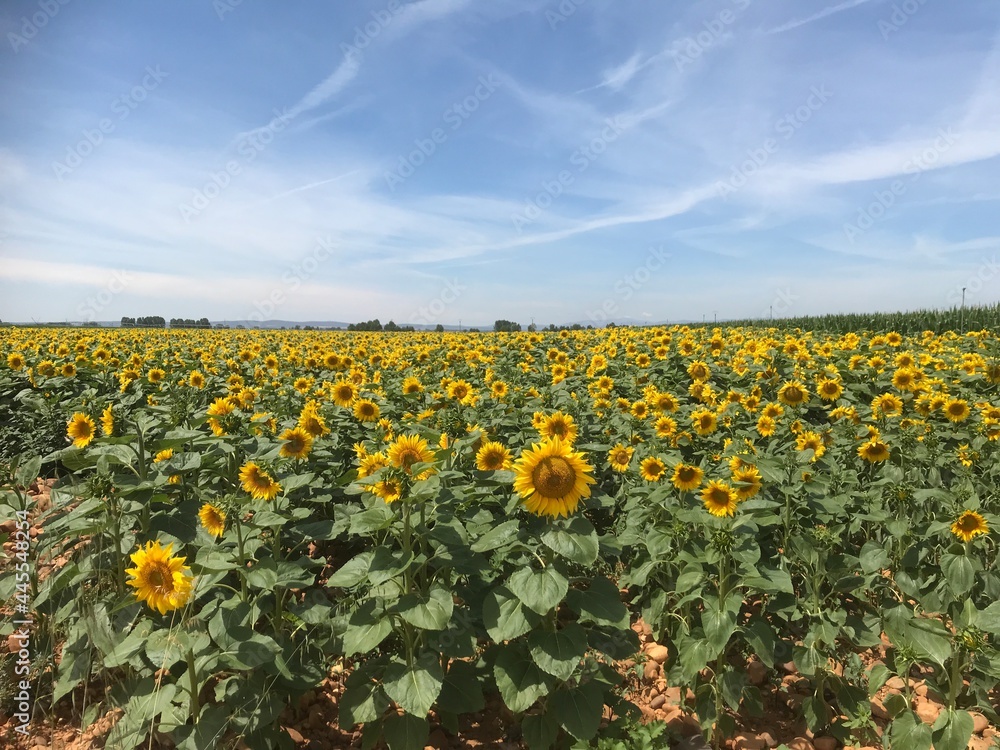 Fototapeta premium Plantación de girasoles con cielo azul
