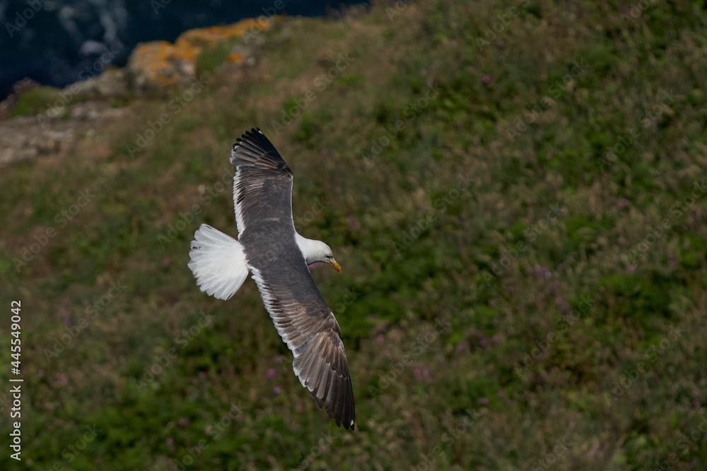 Great Black-backed Gull (Larus marinus) flying along the coast of Skomer Island in Pembrokeshire, Wales, United Kingdom. Great Black-backed Gull (Larus marinus) flying along the coast of Skomer Island in Pembrokeshire, Wales, United Kingdom.