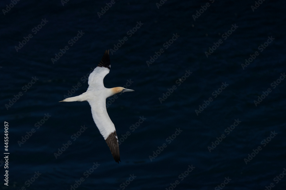 Northern gannet (Morus bassanus) flying along the coast of Skomer Island in Pembrokeshire, Wales, United Kingdom. Northern gannet (Morus bassanus) flying along the coast of Skomer Island in Pembrokeshire, Wales, United Kingdom.