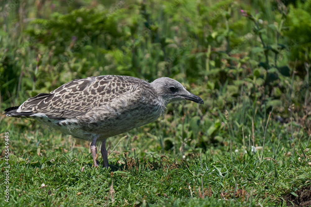 Young Lesser Black-backed Gull (Larus fuscus) amongst the vegetation of Skomer Island in Pembrokeshire, Wales, United Kingdom. Young Lesser Black-backed Gull (Larus fuscus) amongst the vegetation of Skomer Island in Pembrokeshire, Wales, United Kingdom.