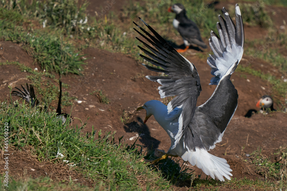 Lesser Black-backed Gull (Larus fuscus) attacking a puffin to steal fish on Skomer Island in Pembrokeshire, Wales, United Kingdom. Lesser Black-backed Gull (Larus fuscus) attacking a puffin to steal fish on Skomer Island in Pembrokeshire, Wales, United Kingdom.