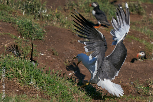 Lesser Black-backed Gull (Larus fuscus) attacking a puffin to steal fish on Skomer Island in Pembrokeshire, Wales, United Kingdom. photo